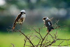 Eurocephalus ruppelli