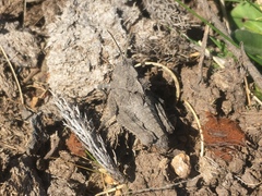 Spathalium audouinii