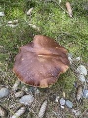 Boletus pinophilus