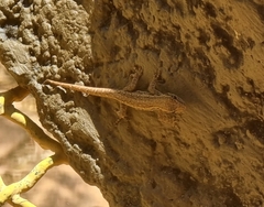 Lygodactylus capensis