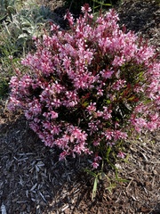 Oenothera lindheimeri