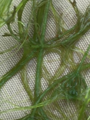 Chara vulgaris
