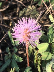 Mimosa strigillosa