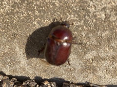 Phyllognathus excavatus