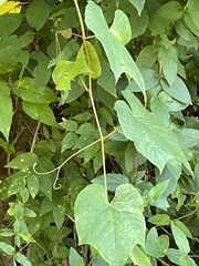 Vitis labrusca