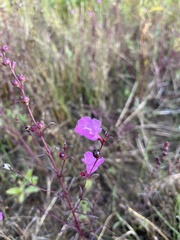 Agalinis purpurea