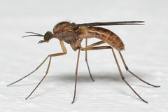 Sylvicola