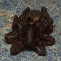 Trochosa