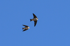 Petrochelidon nigricans