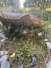 Boletus pinophilus