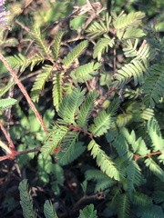 Mimosa strigillosa