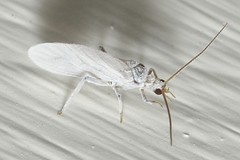 Coniopteryginae