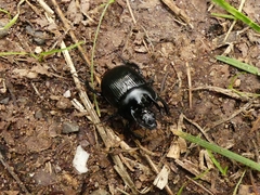 Typhaeus typhoeus