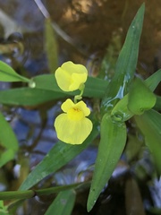 Utricularia aurea