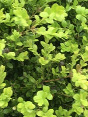 Buxus sempervirens