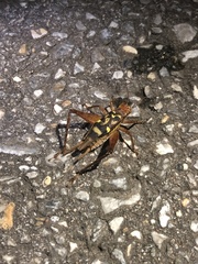 Cardiodactylus guttulus