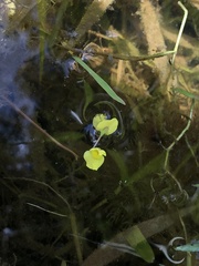 Utricularia aurea