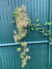 Clematis vitalba