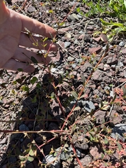 Euphorbia nutans