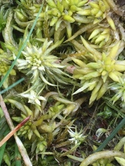 Sphagnum denticulatum