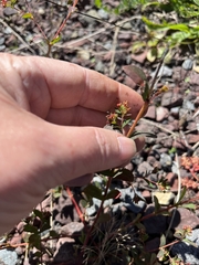 Euphorbia nutans