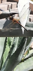 Anax ephippiger