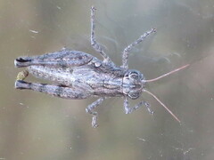 Agroecotettix modestus