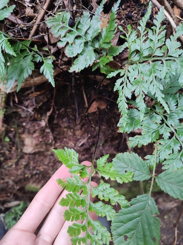 Asplenium adiantum-nigrum image