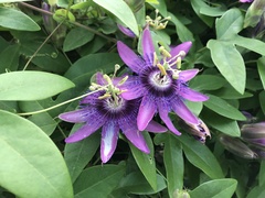 Passiflora × kewensis