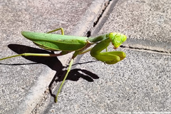 Hierodula transcaucasica