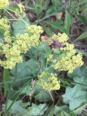 Alchemilla glabra
