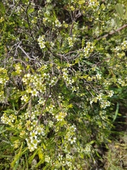 Diosma hirsuta
