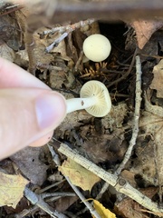 Cuphophyllus virgineus