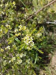 Diosma hirsuta