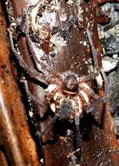Heteropoda amphora