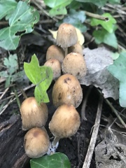 Coprinellus micaceus