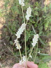 Froelichia floridana