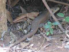 Broadleysaurus major