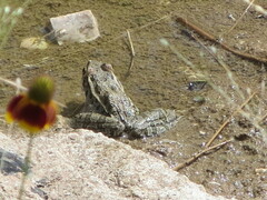 Lithobates berlandieri
