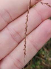 Chloris verticillata