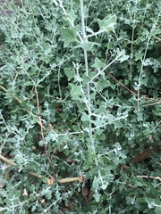 Chenopodium parabolicum