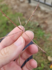 Chloris verticillata
