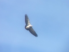 Geranoaetus melanoleucus