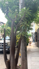 Pachypodium lamerei