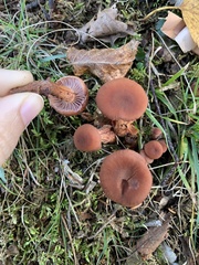 Laccaria laccata