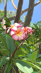 Plumeria rubra