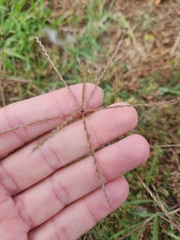 Chloris verticillata