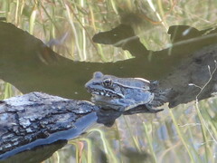 Lithobates berlandieri