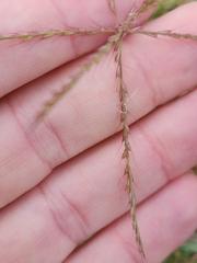 Chloris verticillata
