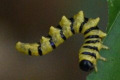 Symphyta